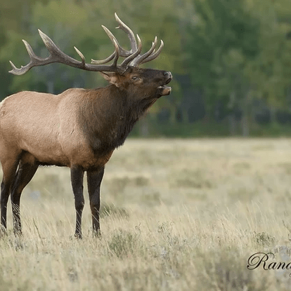 Waterton Lakes National Park holds the most wildlife diversity than any other national park in Canada. In fact, it is rare to not see mule deer, elk, big horn sheep or black bear.